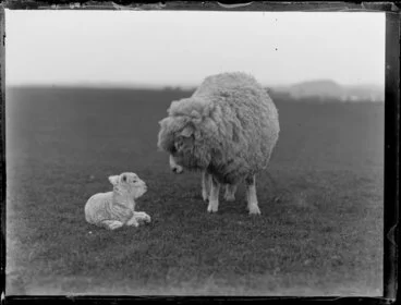 Image: Sheep with her lamb lying beside her