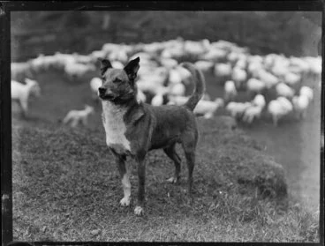 Image: Sheep dog