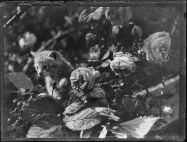 Image: Ginger kitten sitting on wooden fence with roses, location unknown