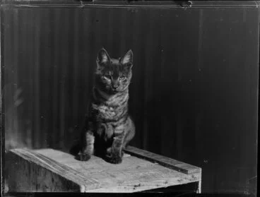 Image: Cat sitting on wooden box, location unknown