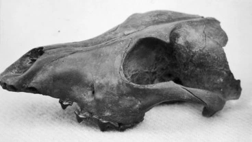 Image: Skull of kuri (native dog) found at Roha-a-te-kawau island pa, Horowhenua district.