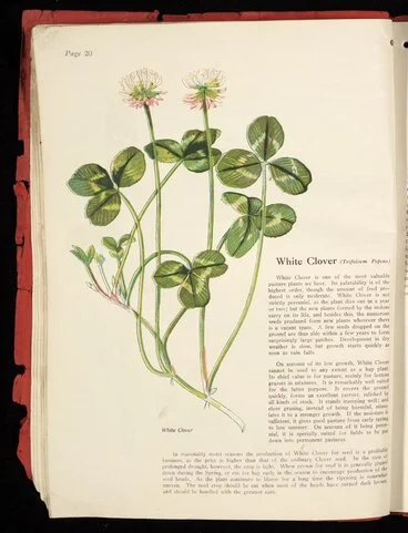 Image: [Wright Stephenson & Company Ltd] :White clover (trifolium pepens) [1924]