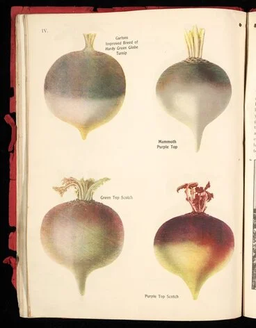 Image: [Wright Stephenson & Company Ltd] :Gartons improved breed of hardy green globe turnip; Mammoth purple top; Green top Scotch; Purple top Scotch [1924]