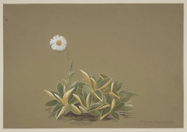 Image: Harris, Emily Cumming 1837?-1925 :Celmisia hieracifolia (?Mt Egmont). [1890s?]