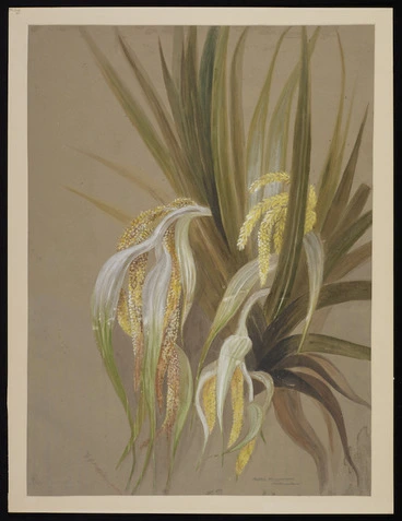 Image: Harris, Emily Cumming, 1837?-1925 :Astelia cunninghamii. (Kowharowharo). [Between 1880 and 1900?]