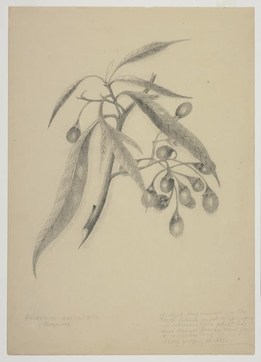 Image: Harris, Emily Cumming, 1837?-1925 :Solanum aviculare (Poropora). [1890s].