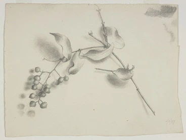Image: Harris, Emily Cumming, 1837?-1925 :[Supplejack berries and leaves]. -/1/97. [1897].
