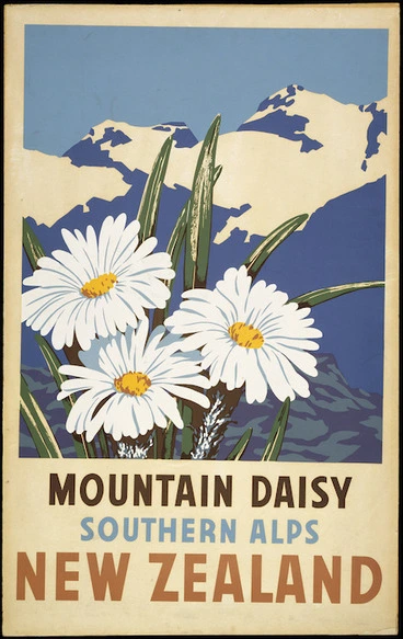 Image: Artist unknown :Mountain daisy, Southern Alps, New Zealand. [ca 1950]