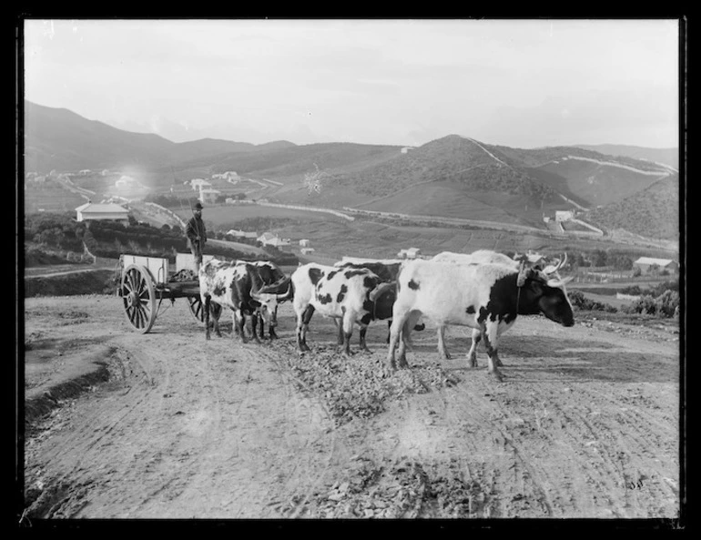 Image: Job Smith driving a bullock team, Constable Street, Newtown, Wellington