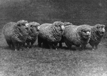 Image: Corriedale sheep