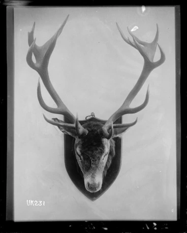 Image: Mounted deer's head, England