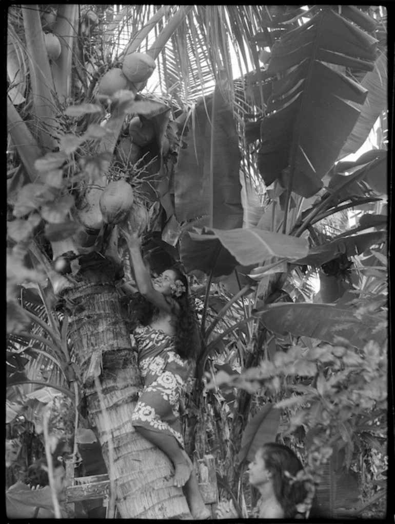 Image: Woman picking coconut, Western Samoa