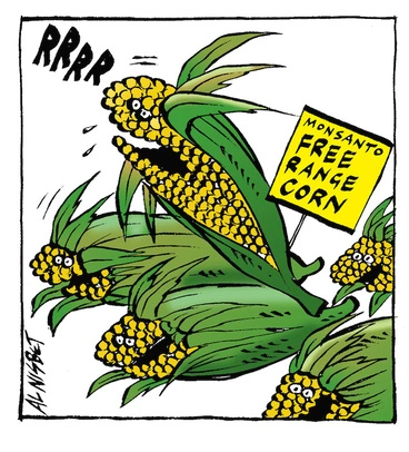Image: Monsanto Free Range Corn. 4 April, 2007