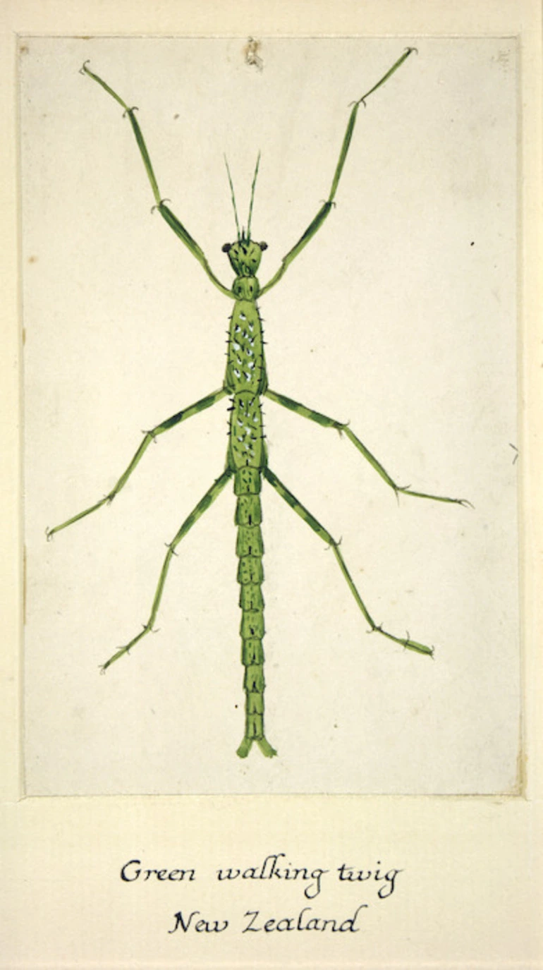 Image: Backhouse, John Philemon, 1845-1908 :Green walking twig. New Zealand. [ca 1880]