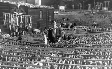 Image: School boys hanging out rabbit skins to dry, at Petone