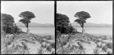 Image: Dunes, native forest, and coastal inlet, Catlins area, Clutha District, Otago Region