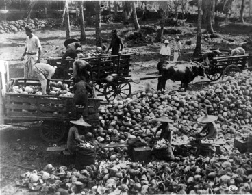 Image: Coconut industry labourers, including Chinese workers cutting out copra, Samoa