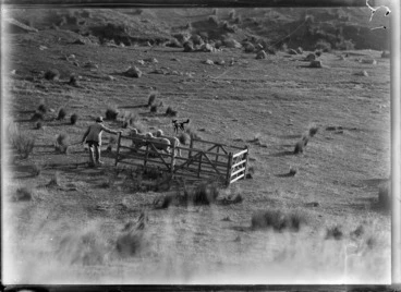 Image: Sheep mustering, with a farmer working with his sheep dog to get the sheep into the pen