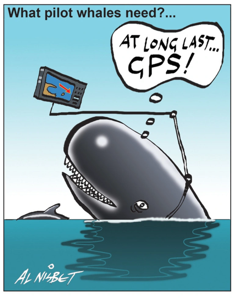 Image: Nisbet, Alistair, 1958- :What pilot whales need?... 25 January 2012