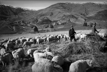 Image: Feeding out hay to sheep