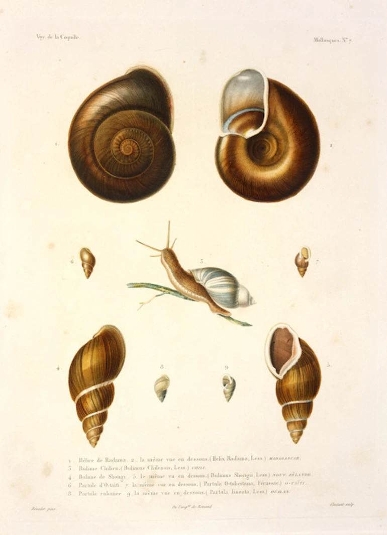 Image: Bevalet, Antoine Germain, 1779-ca 1850 :Helice de radama ... Madagascar ... Bulime de Shongi ... Bulimus Shongii (Less.) Nouv. Zelande. Bevalet pinx. Coutant sculp. Voy. de la Coquille. Mollusques. no. 7. [Paris], Remond, [1826]