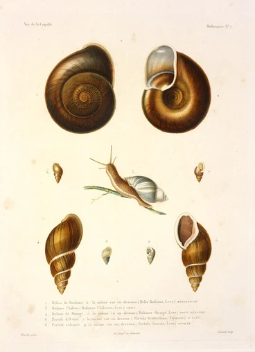 Image: Bevalet, Antoine Germain, 1779-ca 1850 :Helice de radama ... Madagascar ... Bulime de Shongi ... Bulimus Shongii (Less.) Nouv. Zelande. Bevalet pinx. Coutant sculp. Voy. de la Coquille. Mollusques. no. 7. [Paris], Remond, [1826]