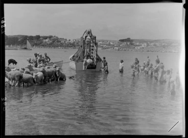 Image: Sheep being unloaded from a boat in Titahi Bay, Porirua City