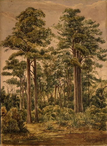 Image: [Smith, William Mein] 1799-1869 :[Study of trees, Hutt Valley? 1840s?]