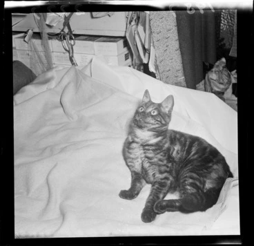 Image: Cat sitting on bed