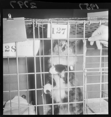 Image: Cats in a cage at the Wellington Cat club's show