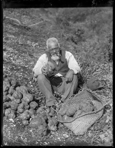 Image: Maori man sorting kumara