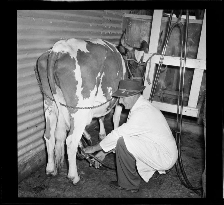 Image: Cattlebeast at Levin Agricultural and Pastoral Show