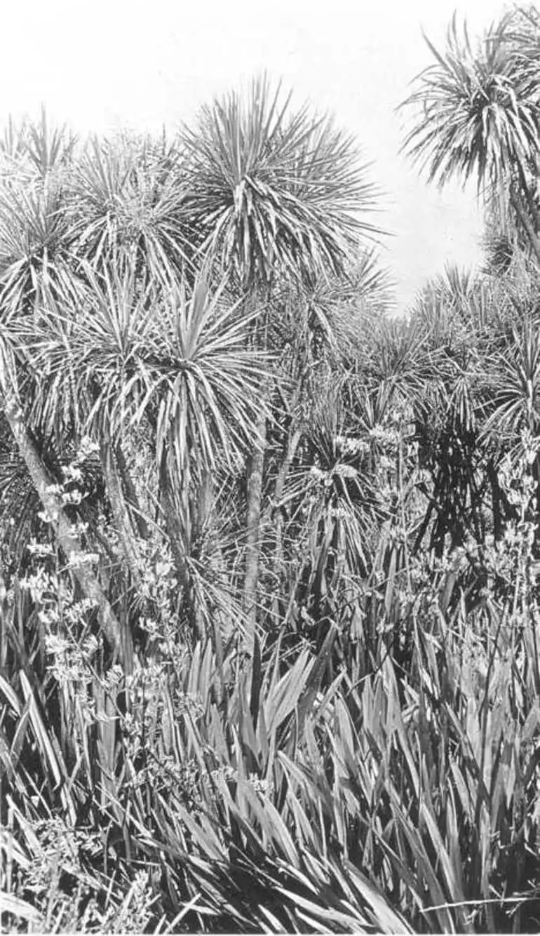 Image: Figure 66 Swamp with cabbage trees (Cordyline australis) and New Zealand 'flax' (Phormium tenax). Near Kaeo, northern North Island. — Photo: J. W. Dawson