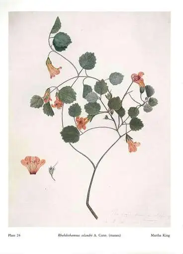 Plate 24 Rhabdothamnus solandri A. Cunn. (matata) Martha King Image: Plate 24 Rhabdothamnus solandri A. Cunn. (matata) Martha King