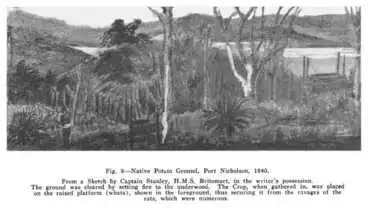 Fig. 8—Native Potato Ground, Port Nicholson, 1840. From a Sketch by Captain Stanley, H.M.S. Britomart, in the writer's possession. The ground was cleared by setting fire to the underwood. The Crop, when gathered in, was placed on the raised platform (w... Image: Fig. 8—Native Potato Ground, Port Nicholson, 1840. From a Sketch by Captain Stanley, H.M.S. Britomart, in the writer's possession. The ground was cleared by setting fire to the underwood. The Crop, when gathered in, was placed on the raised platform (w...
