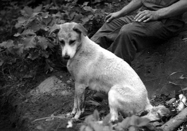 Image: Korean War dog mascot