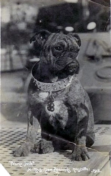 Image: Pelorus Jack in 1913
