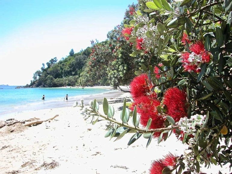 Image: Pōhutukawa trees