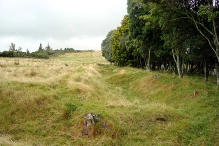 Image: Sap at Te Ārei today