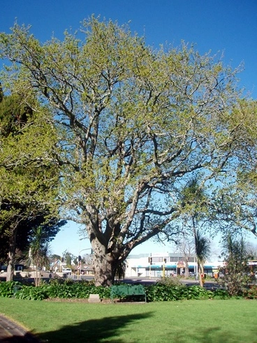 Image: Papakura peace oak