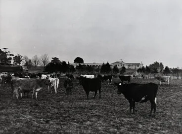 Image: Cows and the Cowshed, 1966