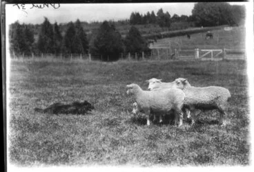 Image: Farm dog herding sheep