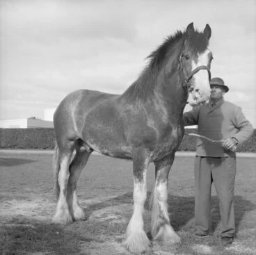 Image: Imported Clydesdale Horse