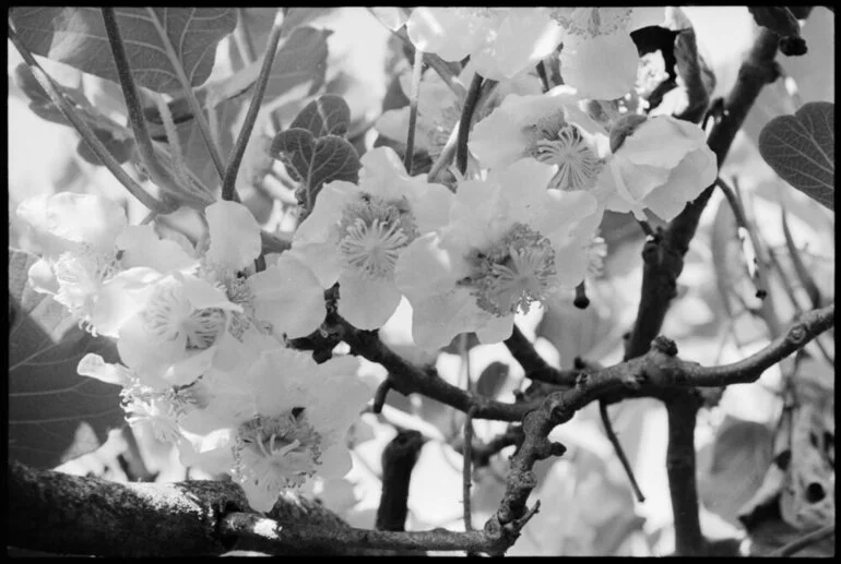 Image: Chinese Gooseberries - blossoms