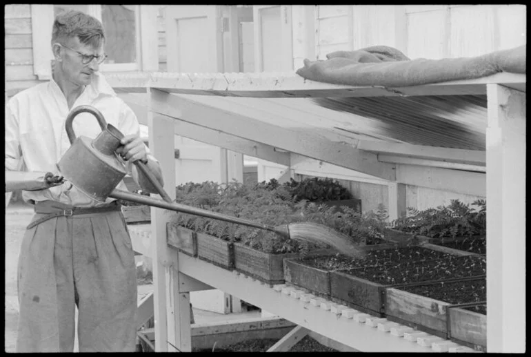 Image: Robbins Park Nursery, Mr Frank Wallace