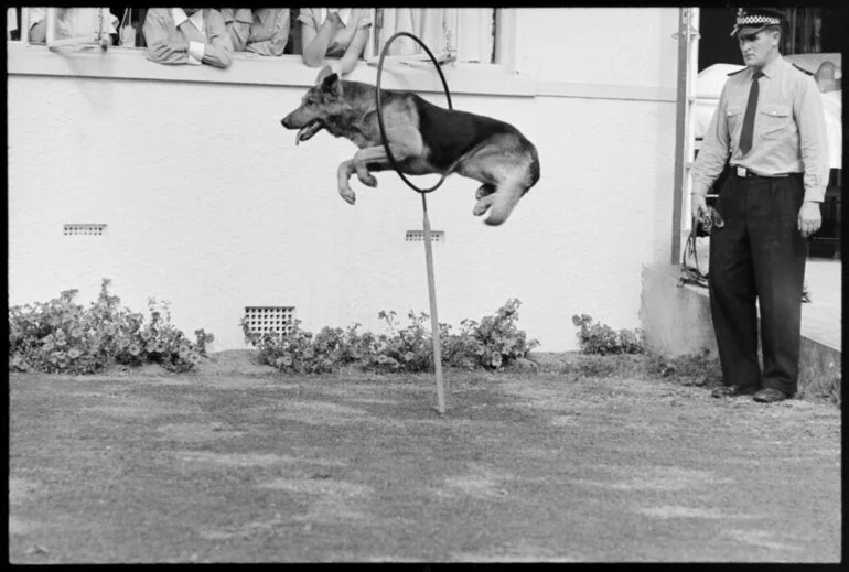 Image: Police dog display at Tauranga Hospital. - Bruce jumps