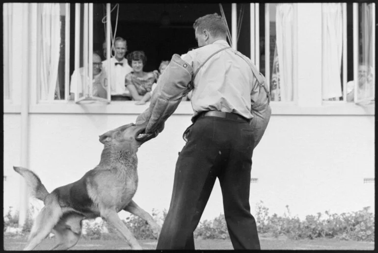 Image: Bruce in action, Police dog display, Tauranga Hospital