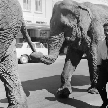 Image: Elephants, 1960
