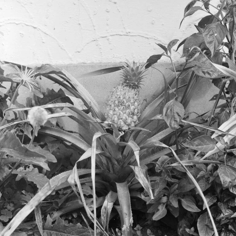 Image: Pineapple, 1960
