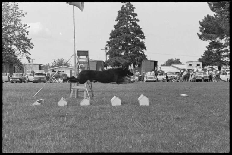 Image: Police dog Jala over long jump, handler Constable R. Willison, of Rotorua, in demonstrations, Katikati